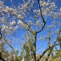 Amelanchier lamarckii - 2