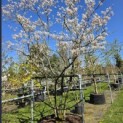Amelanchier lamarckii - 1