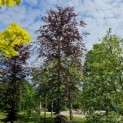 Fagus sylvatica 'Atropunicea' - 2