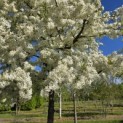Malus toringo 'Brouwers Beauty' - 5