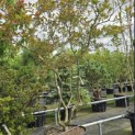 Malus 'Profusion' - 1