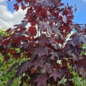 Acer platanoides 'Royal Red' - Foto 2