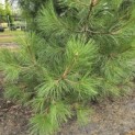 Pinus nigra 'Nigra' - 2