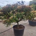 Rhododendron yakushimanum 'Hydon Velvet' - 1