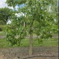Liquidambar styraciflua - 2
