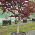 Acer palmatum 'Trompenburg' - Foto 3