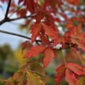 Acer griseum - 3