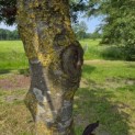 Fagus sylvatica 'Riversii' - mei 2026 snoeiwonden groeien weer dicht