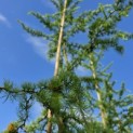 Larix kaempferi 'Diana' - 1