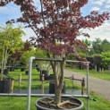 Acer palmatum 'Bloodgood' - 1