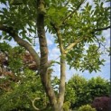 Magnolia soulangeana - Foto 2