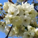 Prunus serrulata 'Ukon' - 2
