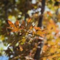 Acer palmatum 'Kurabu-Yama' - Foto 1