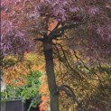 Acer palmatum 'Garnet' - Foto 1