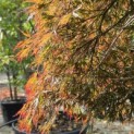 Acer palmatum 'Garnet' - Foto 2