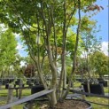 Parrotia persica - Foto 3