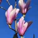 Magnolia 'Heaven Scent' - Foto 2