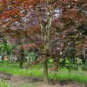 Fagus sylvatica 'Atropunicea' - Afbeelding 5