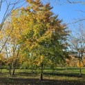 Fagus sylvatica - 4