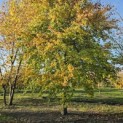 Fagus sylvatica - 5