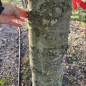 Fagus sylvatica - 6