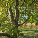 Fagus sylvatica - 7