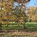 Liquidambar styraciflua - 4