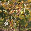 Liquidambar styraciflua - 3