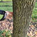 Liquidambar styraciflua - november 2025