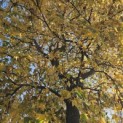 Liquidambar styraciflua - 9
