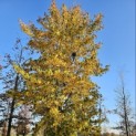 Liquidambar styraciflua - 8
