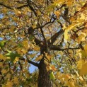 Liquidambar styraciflua - november 2025 kroontakken