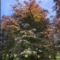Fagus sylvatica 'Atropunicea' - mei 2026