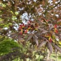 Acer palmatum 'Trompenburg' - 2