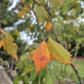 Zelkova serrata - 2