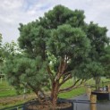Pinus sylvestris 'Watereri' - 3
