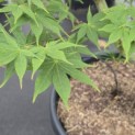 Acer palmatum 'Osakazuki' - Foto 4