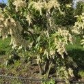 Pieris japonica 'Forest Flame' - 2
