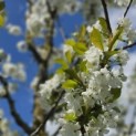 Prunus avium - Foto 1