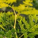 Gleditsia triacanthos ‘Sunburst' - voorbeeld blad met gele uitloop