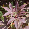 Acer palmatum 'Twombly's Red Sentinel' - Foto 2