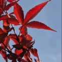 Acer palmatum 'Twombly's Red Sentinel' - Foto 3