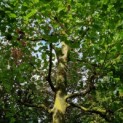 Platanus x hispanica - Afbeelding 4