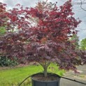 Acer palmatum 'Fireglow' - 2