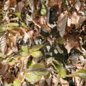 Fagus sylvatica 'Atropunicea' - 5