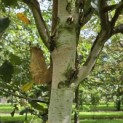 Betula utilis 'Jacquemontii' (Doorenbos) - 4