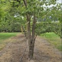 Cornus florida 'Cherokee Chief' - 1