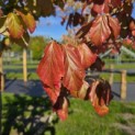 Parrotia persica 'Vanessa' - 1