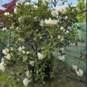 Rhododendron 'Cunningham's White' - 1