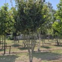 Parrotia persica 'Vanessa' - 1